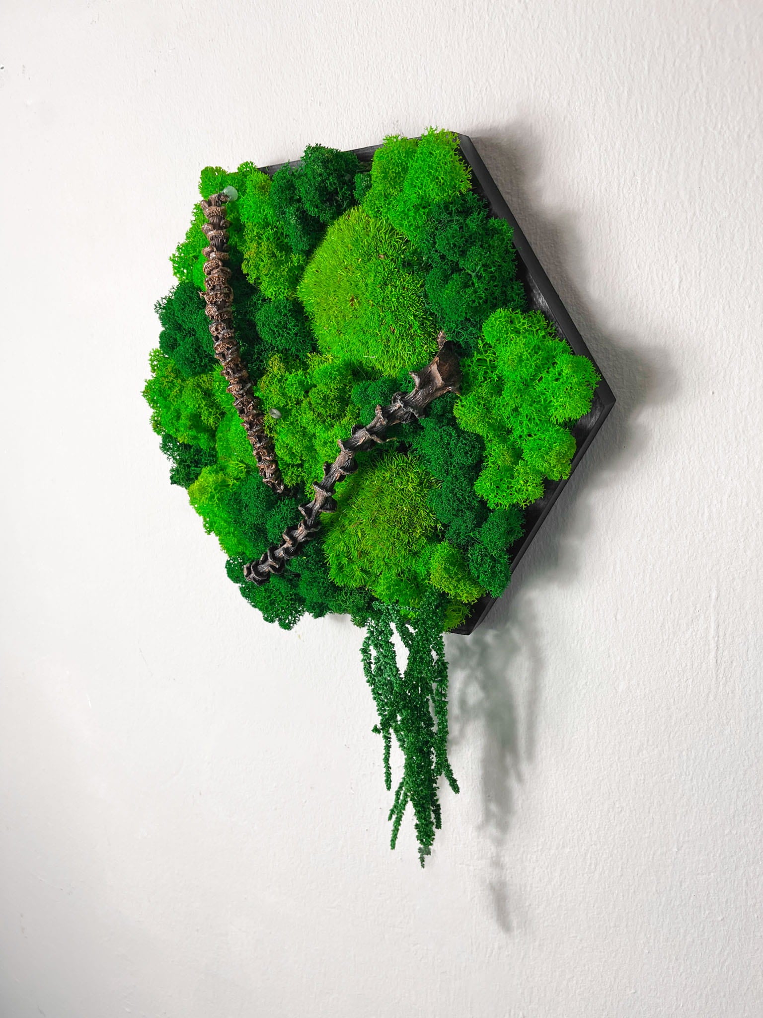 Geschenk  Rahmen Rechteck Islandmoos moos Moosbild Rentiermoos Hellgrün Grün Natur Bollenmoos Moobilder Mooswand Pflanzen Pflanzenbild Flachmoos Waldmoos Muttertag Geburtstag Wohnung Ast Ranke Äste Ranken Amarant Hügel Ballmoos Nussbaum Teak Nussbaum Wabe Bienenwabe Waben Modern Ast rustikal Baumast