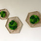 Geschenk Geometrie Rahmen Islandmoos moos Moosbild Rentiermoos Hellgrün Grün Natur Moobilder Mooswand Pflanzen Pflanzenbild Flachmoos Waldmoos Hexagon Wabe Sechseck Wohnung Kombi