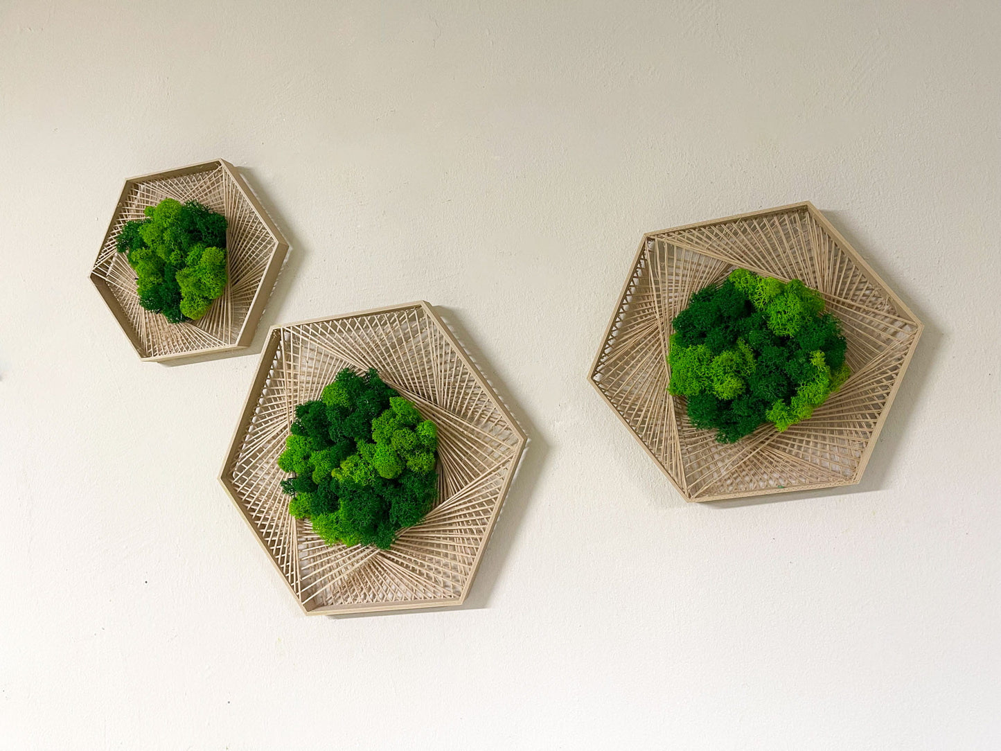Geschenk Geometrie Rahmen Islandmoos moos Moosbild Rentiermoos Hellgrün Grün Natur Moobilder Mooswand Pflanzen Pflanzenbild Flachmoos Waldmoos Hexagon Wabe Sechseck Wohnung Kombi