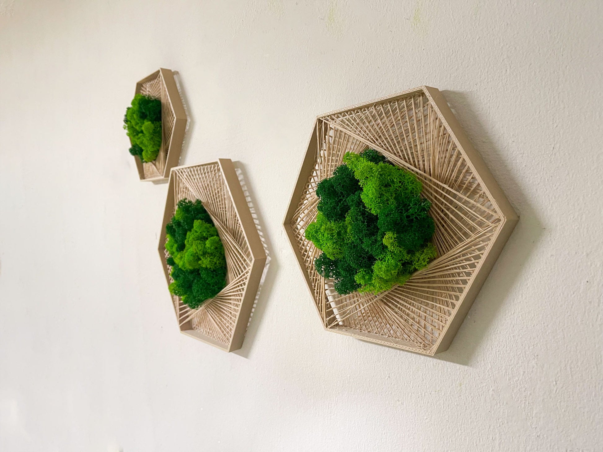 Geschenk Geometrie Rahmen Islandmoos moos Moosbild Rentiermoos Hellgrün Grün Natur Moobilder Mooswand Pflanzen Pflanzenbild Flachmoos Waldmoos Hexagon Wabe Sechseck Wohnung Kombi Hellgrün gold silber Naturgrün Forstgrün