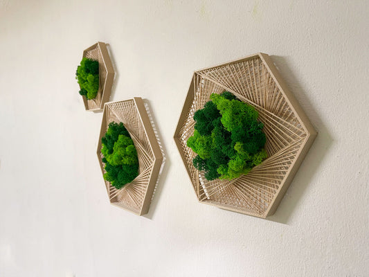 Geschenk Geometrie Rahmen Islandmoos moos Moosbild Rentiermoos Hellgrün Grün Natur Moobilder Mooswand Pflanzen Pflanzenbild Flachmoos Waldmoos Hexagon Wabe Sechseck Wohnung Kombi Hellgrün gold silber Naturgrün Forstgrün