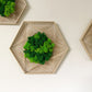 Geschenk Geometrie Rahmen Islandmoos moos Moosbild Rentiermoos Hellgrün Grün Natur Moosbilder Mooswand Pflanzen Pflanzenbild Flachmoos Waldmoos Hexagon Wabe Sechseck Wohnung Kombi Einrichtung Wohnzimmer Gewerbe Naturstil Home Office gemütlich