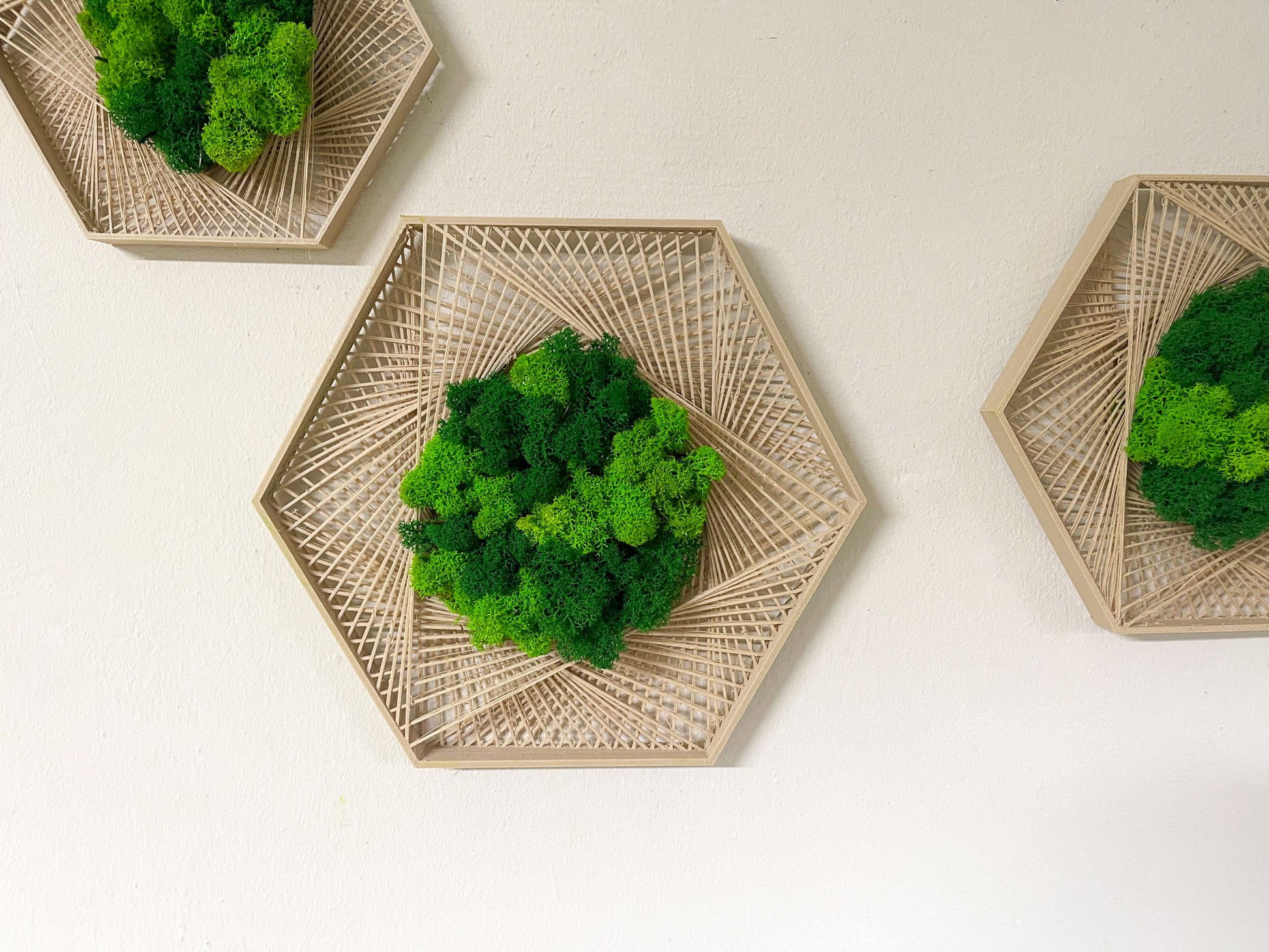 Geschenk Geometrie Rahmen Islandmoos moos Moosbild Rentiermoos Hellgrün Grün Natur Moosbilder Mooswand Pflanzen Pflanzenbild Flachmoos Waldmoos Hexagon Wabe Sechseck Wohnung Kombi Einrichtung Wohnzimmer Gewerbe Naturstil Home Office gemütlich