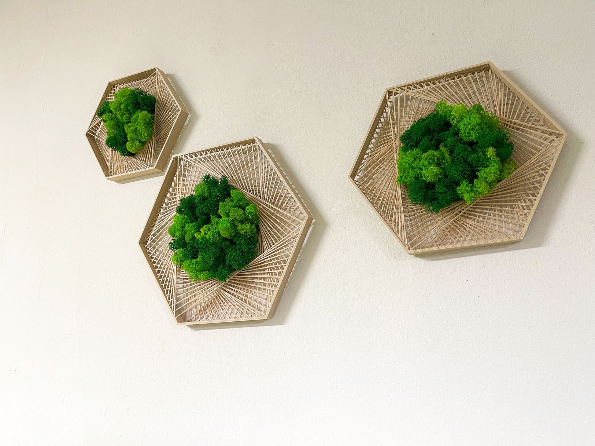Geschenk Geometrie Rahmen Islandmoos moos Moosbild Rentiermoos Hellgrün Grün Natur Moobilder Mooswand Pflanzen Pflanzenbild Flachmoos Waldmoos Hexagon Wabe Sechseck Wohnung Kombi personalisiert Gewerbe Einrichtung Einzigartig