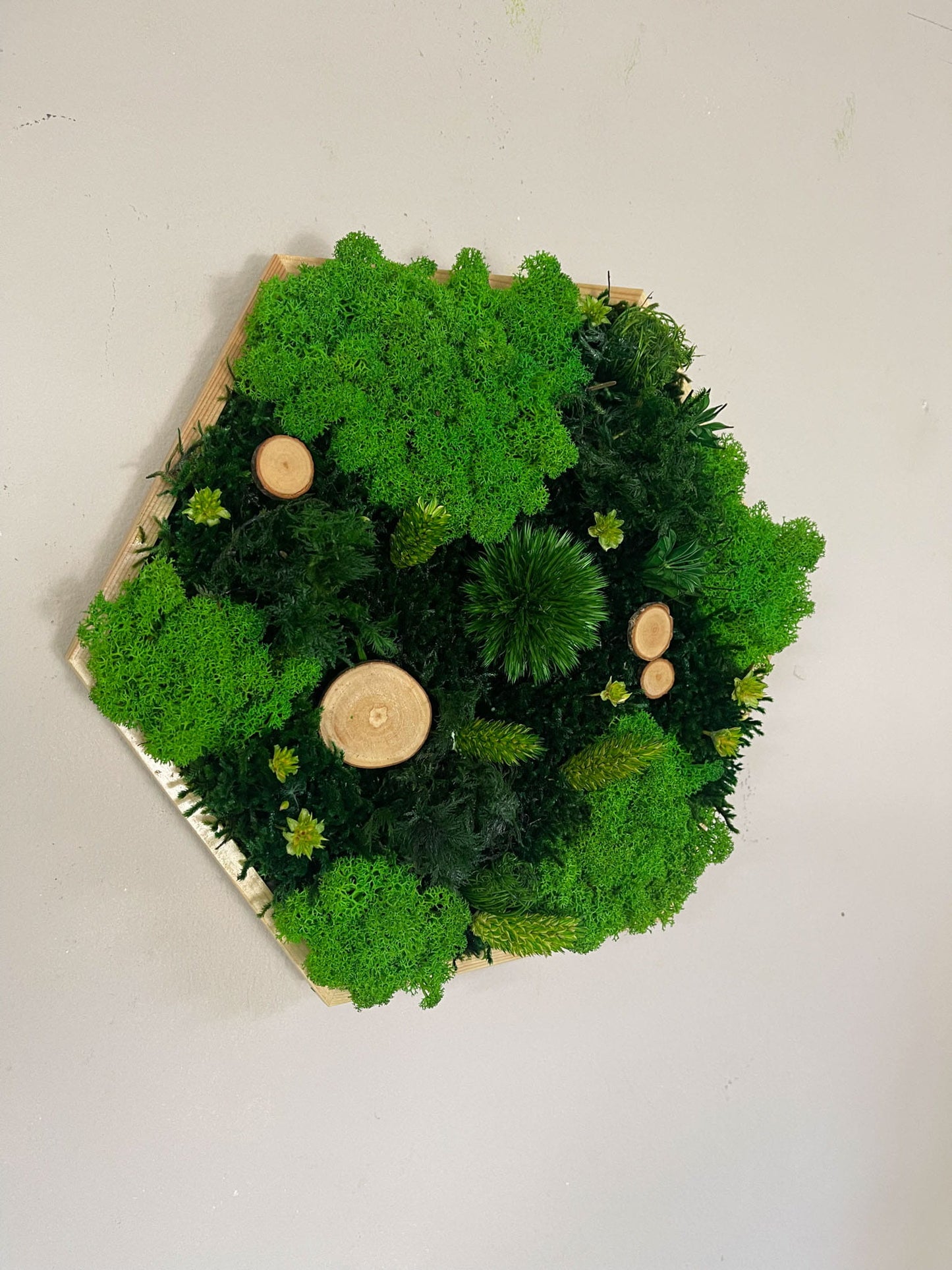 Geschenk Rahmen modern moos Moosbild  Hellgrün Grün Natur Moosbilder Mooswand Pflanzen Pflanzenbild Flachmoos Waldmoos Muttertag Geburtstag Wohnung Wand Deko Dekoration Islandmoos Rentiermoos innen grün Wald Innenraum Deko Dekoration Wabe biophelic Pflanzen Wand Wabe Sechseck