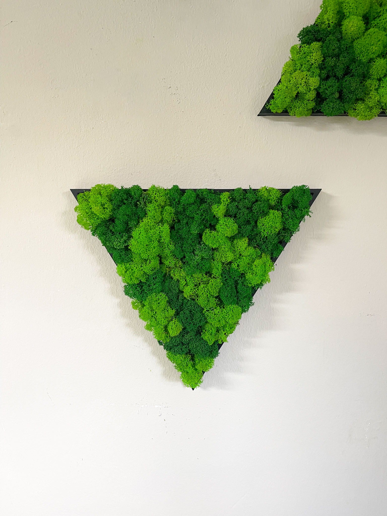 Geschenk Rahmen modern moos Moosbild  Hellgrün Grün Natur  Moobilder Mooswand Pflanzen Pflanzenbild Flachmoos Waldmoos Muttertag Geburtstag Wohnung Wand Deko Dekoration Islandmoos Rentiermoos Dschungel Triangel Dreieck Geometrie Wandpaneele Paneele Efeu Hellgrün Rahmenfarbe Laden Einrichtung Gewerbe zu Hause
