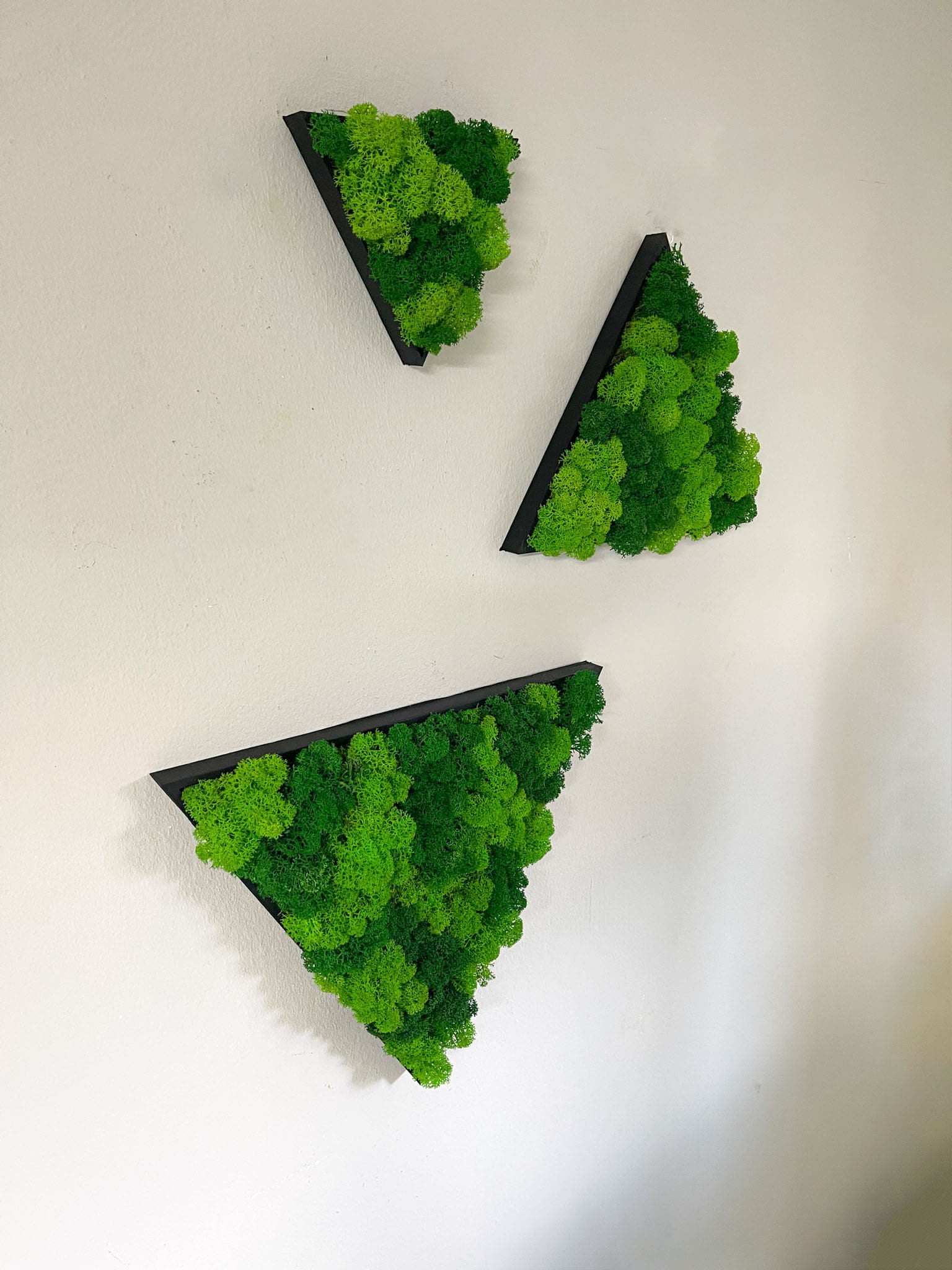 Geschenk Rahmen modern moos Moosbild  Hellgrün Grün Natur  Moobilder Mooswand Pflanzen Pflanzenbild Flachmoos Waldmoos Muttertag Geburtstag Wohnung Wand Deko Dekoration Islandmoos Rentiermoos Dschungel Triangel Dreieck Geometrie Wandpaneele Paneele Efeu Hellgrün Rahmenfarbe Hellgrün Naturgrün