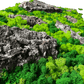 Geschenk Rahmen modern moos Moosbild Natur Moosbilder Mooswand Pflanzen Pflanzenbild  Waldmoos Muttertag Geburtstag Wohnung Wand Deko Dekoration Islandmoos Rentiermoos Rahmen Viereck Rechteck Struktur Verlauf Gedankenwunder Rinde Baumrinde Detail Makro Flechte Holz Holzstück Baumstück Baumstamm