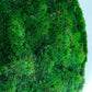 Geschenk  Rahmen Rechteck  moos Moosbild  Hellgrün Grün Natur  Moobilder Mooswand Pflanzen Pflanzenbild Flachmoos Waldmoos Muttertag Geburtstag Wohnung großes rundes Bild