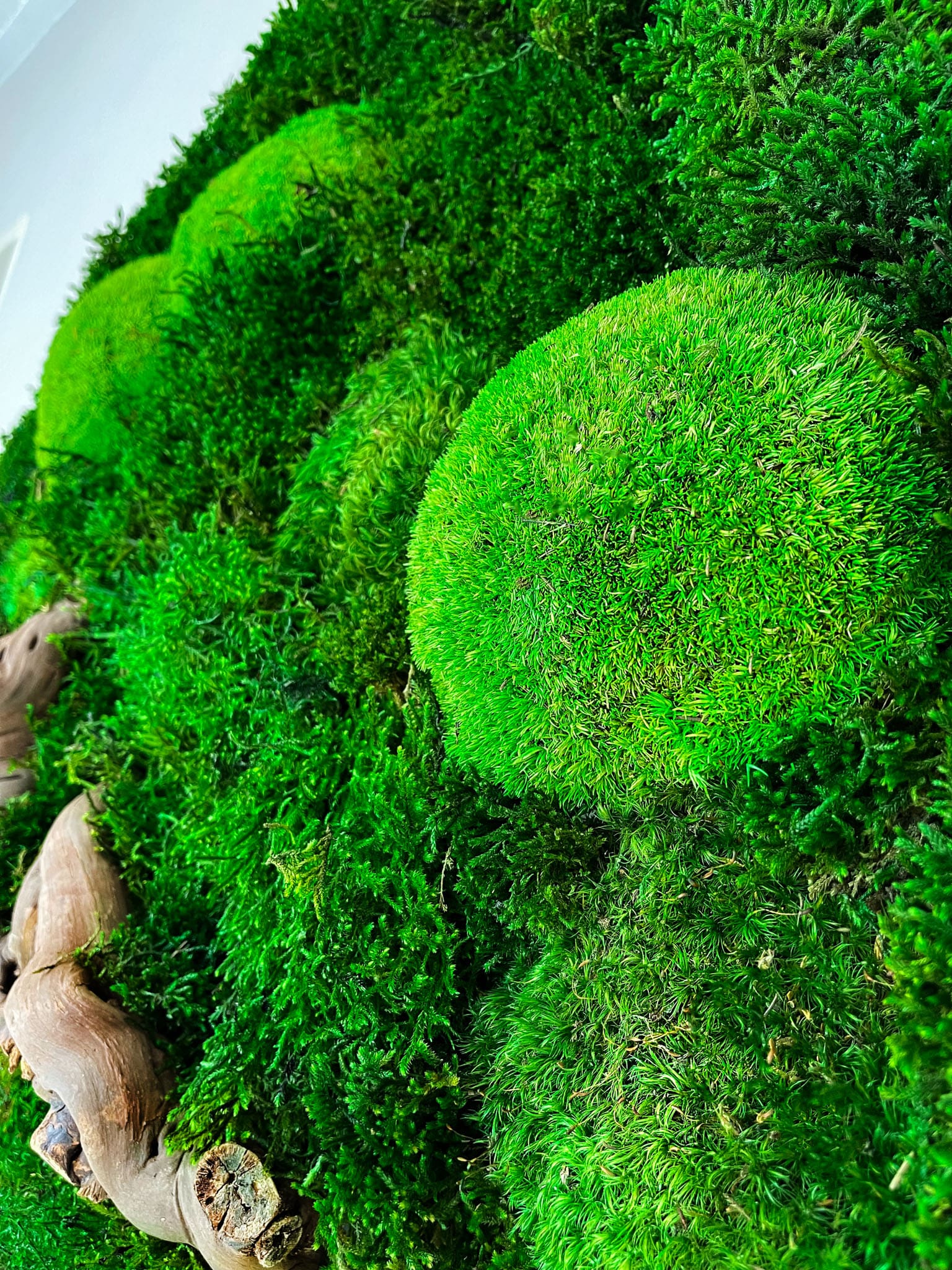 Geschenk  Rahmen Rechteck  moos Moosbild  Hellgrün Grün Natur Bollenmoos Moobilder Mooswand Pflanzen Pflanzenbild    Flachmoos Waldmoos Muttertag Geburtstag Wohnung Ast Treibholz