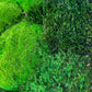 Geschenk  Rahmen Rechteck  moos Moosbild  Hellgrün Grün Natur Bollenmoos Moobilder Mooswand Pflanzen Pflanzenbild Flachmoos Waldmoos Muttertag Geburtstag Wohnung Handarbeit Handmade
