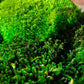 Geschenk  Rahmen Rechteck  moos Moosbild  Hellgrün Grün Natur  Moobilder Mooswand Pflanzen Pflanzenbild Flachmoos Waldmoos Muttertag Geburtstag Wohnung  Wandgarten