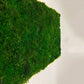 Geschenk  Rahmen Rechteck  moos Moosbild  Hellgrün Grün Natur  Moobilder Mooswand Pflanzen Pflanzenbild Flachmoos Waldmoos Muttertag Geburtstag Wohnung Rechteck Format