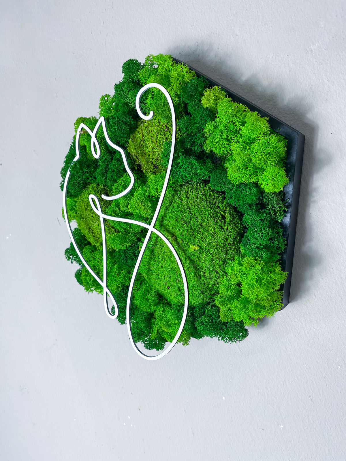 Islandmoos Rentiermoos Ast Teak Treibholz innen grün Wald Innenraum Deko Dekoration verschwungen geschwungen Baum Lebensbaum Leben Dekoast Äste  Moosbild Hexagon Sechseck Wabe Katze Kater Tier