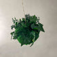 Kokedama Gedankenwunder Manufaktur Moosbild Schnur Efeu Moosball moos Mooskugel Ball Kugel aufhängen deko hängen