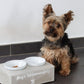 Hund Futterbar Hundeglück Tier Katze Beton Napf Symbol Schrift Schriftzug personalisiert Name Futterstation Schalen Beton Schale Bar Futter Napf Napfstation Hunde Tier Liebling Lieblingstier Wunsch 