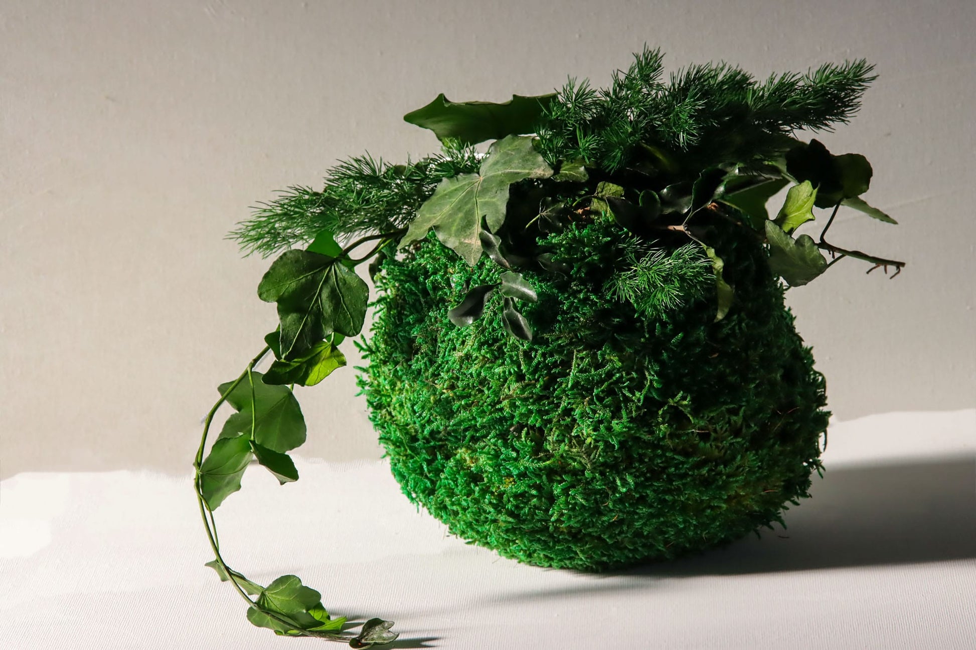 Geschenk modern moos Moosbild Hellgrün Grün Natur Bollenmoos Moobilder Mooswand Pflanzen Pflanzenbild Flachmoos Waldmoos Muttertag Geburtstag Wohnung Kokedama Japan japanisch Pflanzenball Moosball Mooskugel Mosskugel Kugel Ball Pflanzenkugel Luftpflanze Luftpflanzen Pflanze Blätter Blatt konserviert asiatisch Efeu