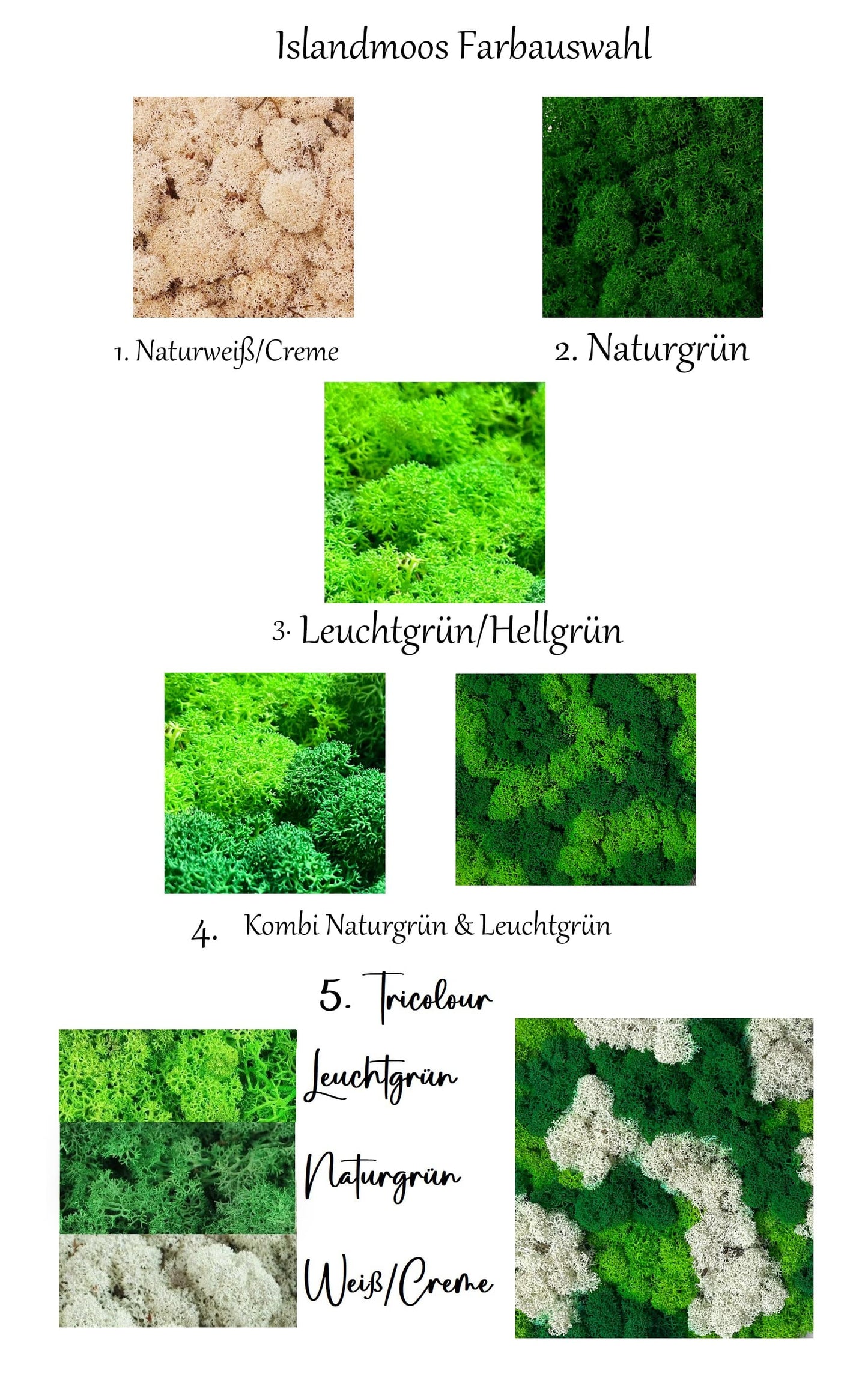 Moosring Rahmenlos Moosbild Islandmoos Farbauswahl Rund