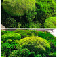 Moosbild Hügelmoos Waldmoos saftig grün Waldgrün Hügel Leuchtgrün Flachmoos Moosball Ball Rahmen Quadrat biophelic Design Ballen innen Rahmen grün