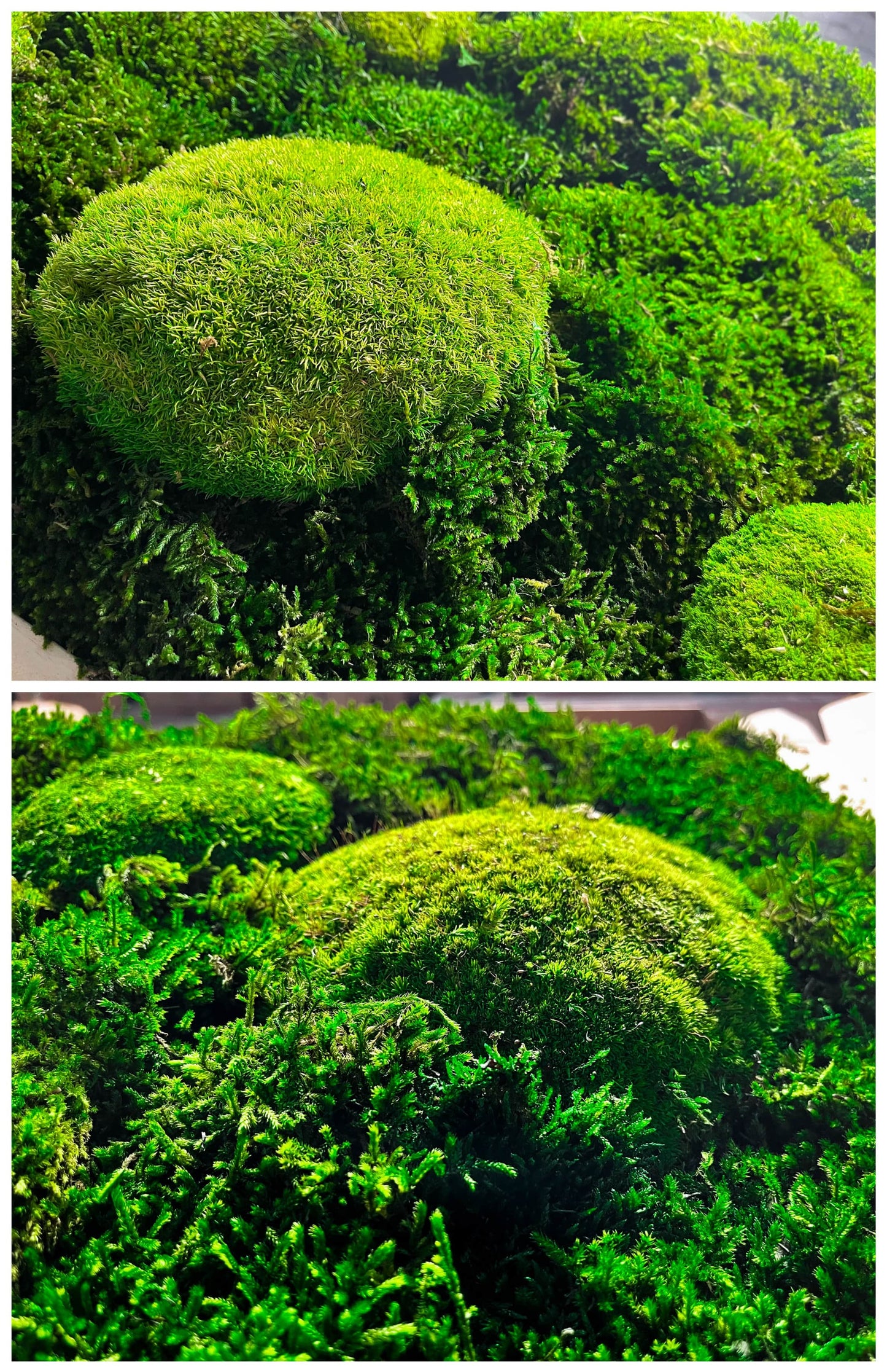 Moosbild Hügelmoos Waldmoos saftig grün Waldgrün Hügel Leuchtgrün Flachmoos Moosball Ball Rahmen Quadrat 