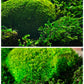 Moosbild Hügelmoos Waldmoos saftig grün Waldgrün Hügel Leuchtgrün Flachmoos Moosball Ball Rahmen Quadrat Waldbild Wandgarten vertikal 