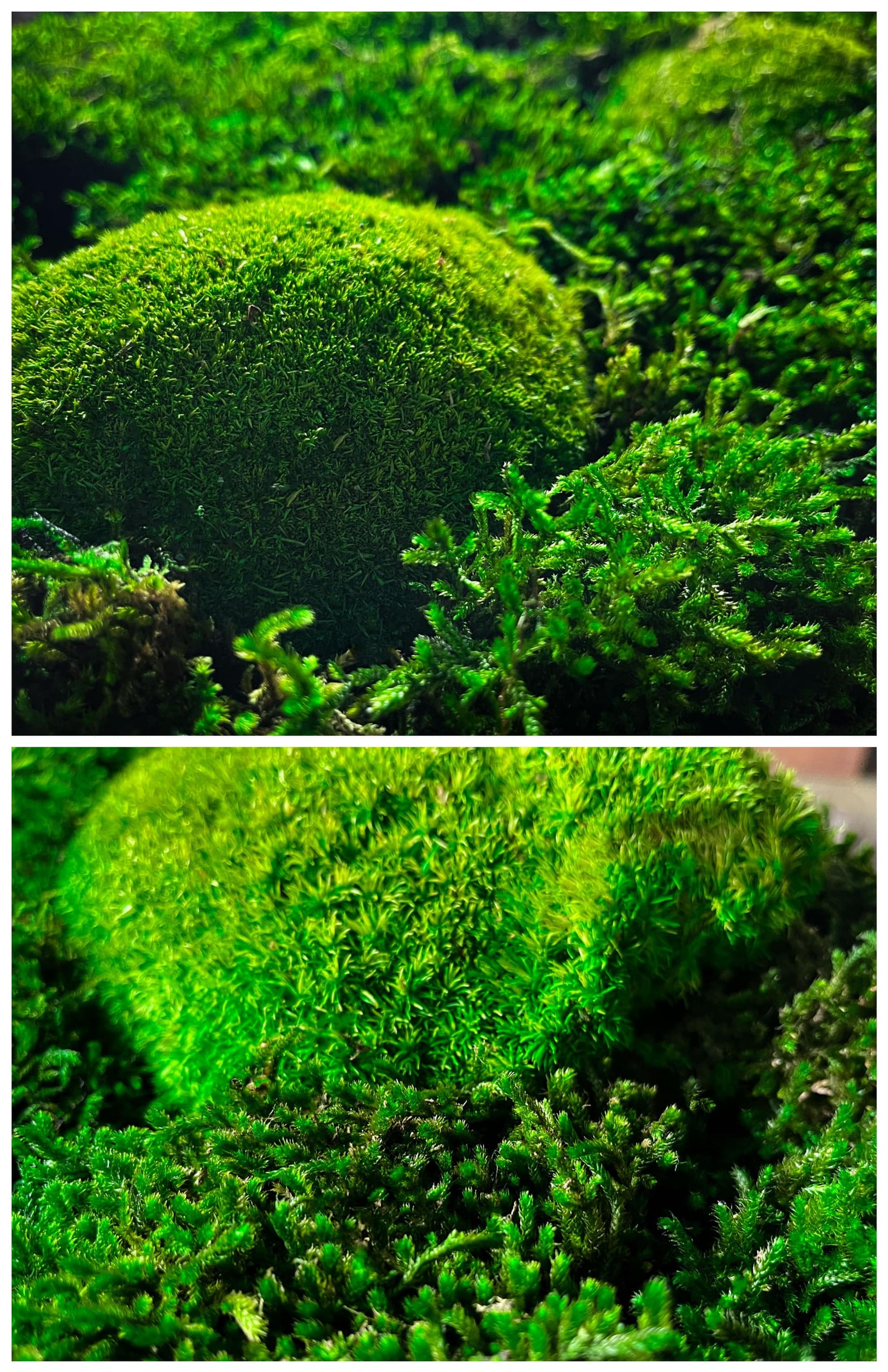 Moosbild Hügelmoos Waldmoos saftig grün Waldgrün Hügel Leuchtgrün Flachmoos Moosball Ball Rahmen Quadrat Waldbild Wandgarten vertikal 