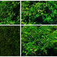 Geschenk  Rahmen Rechteck  moos Moosbild  Hellgrün Grün Natur  Moobilder Mooswand Pflanzen Pflanzenbild Flachmoos Waldmoos Muttertag Geburtstag Wohnung Wald Waldmoos Wälder
