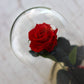 Rosenglasglocke untilthelastpetalfalls Rose redrose royalred rot red Infinityrose Glasglocke Ewigerose ewig infinity Geschenkidee romantisch romantic girlfriend Freundin Valentinesday Valentinstag Valentino Muttertag Geburtstag elegant Glas