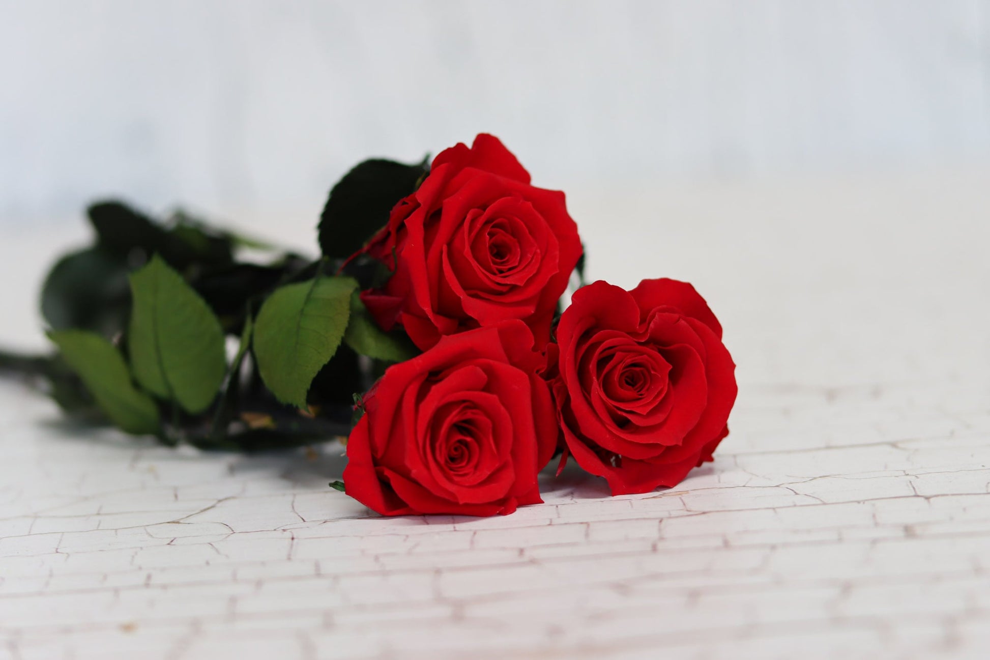 Glasglocke mit ewiger Rose| Gedankenwunder Manufaktur – Gedankenwunder  HomeDecor