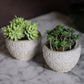 Beton klein Pflanztopf für Badezimmer Terrasse Garten Geschenkidee Pflanzen Homedecor Dekoartikel Wohnzimmer 