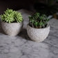 Beton klein Pflanztopf für Badezimmer Terrasse Garten Geschenkidee Pflanzen Homedecor Dekoartikel Wohnzimmer 
