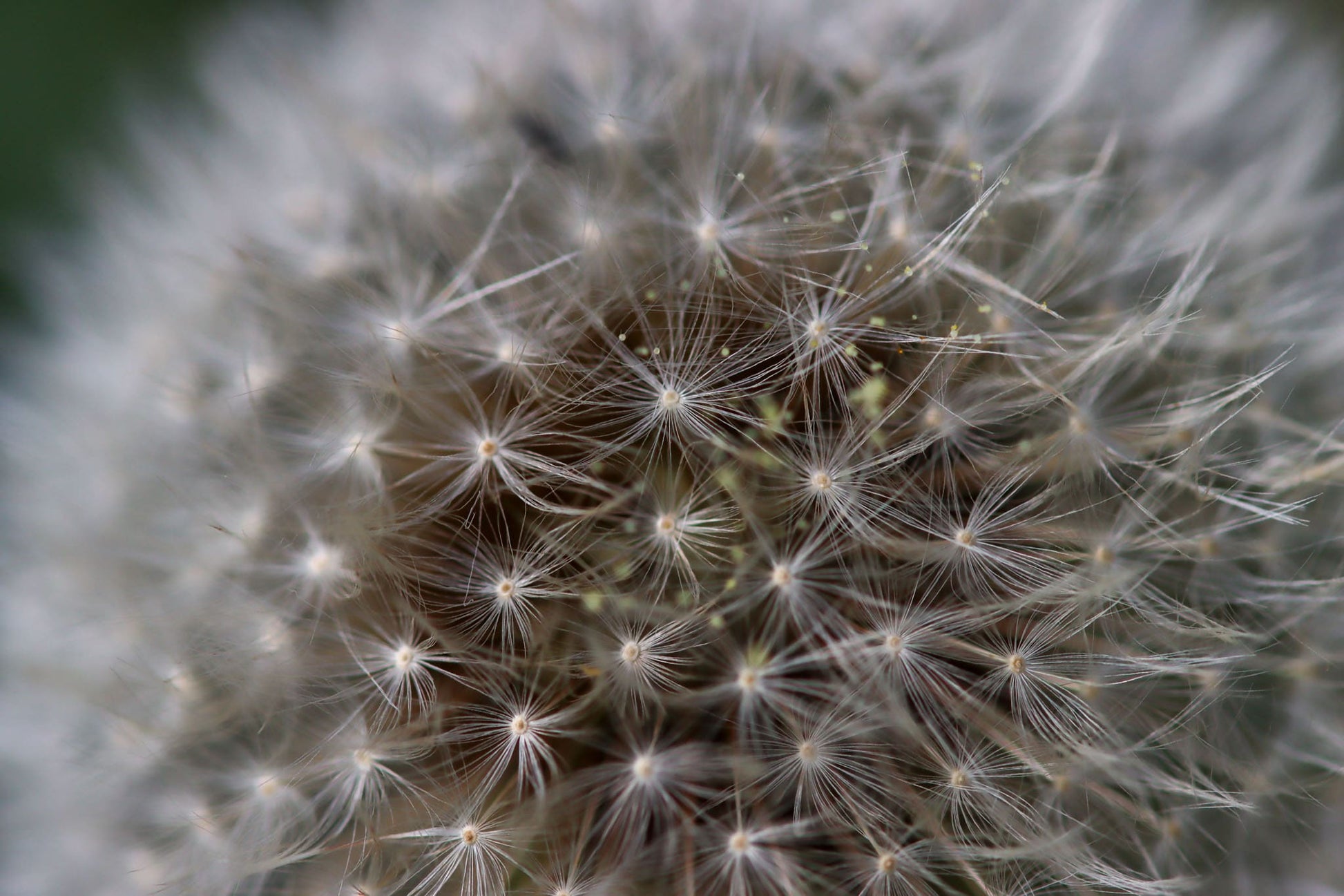 Geschenk Pusteblume Rahmen Rechteck Islandmoos moos Moosbild Rentiermoos Hellgrün Grün Natur Bollenmoos Moobilder Mooswand Pflanzen Pflanzenbild Pusteblume Pusteblumen Löwenzahn Flachmoos Waldmoos Muttertag Geburtstag Wohnung Makro