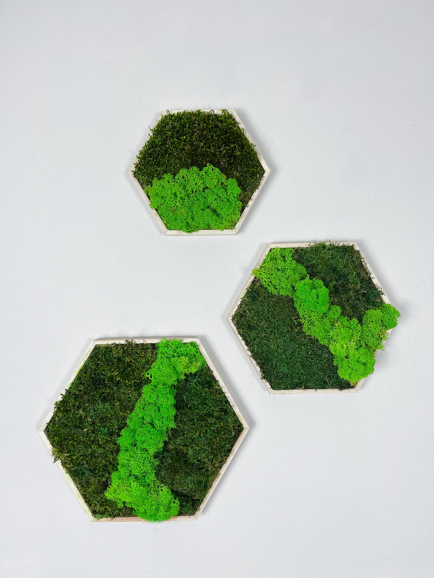 Islandmoos Moosverlauf Moosbild Hexagon mit Holz Rahmen Sechseck