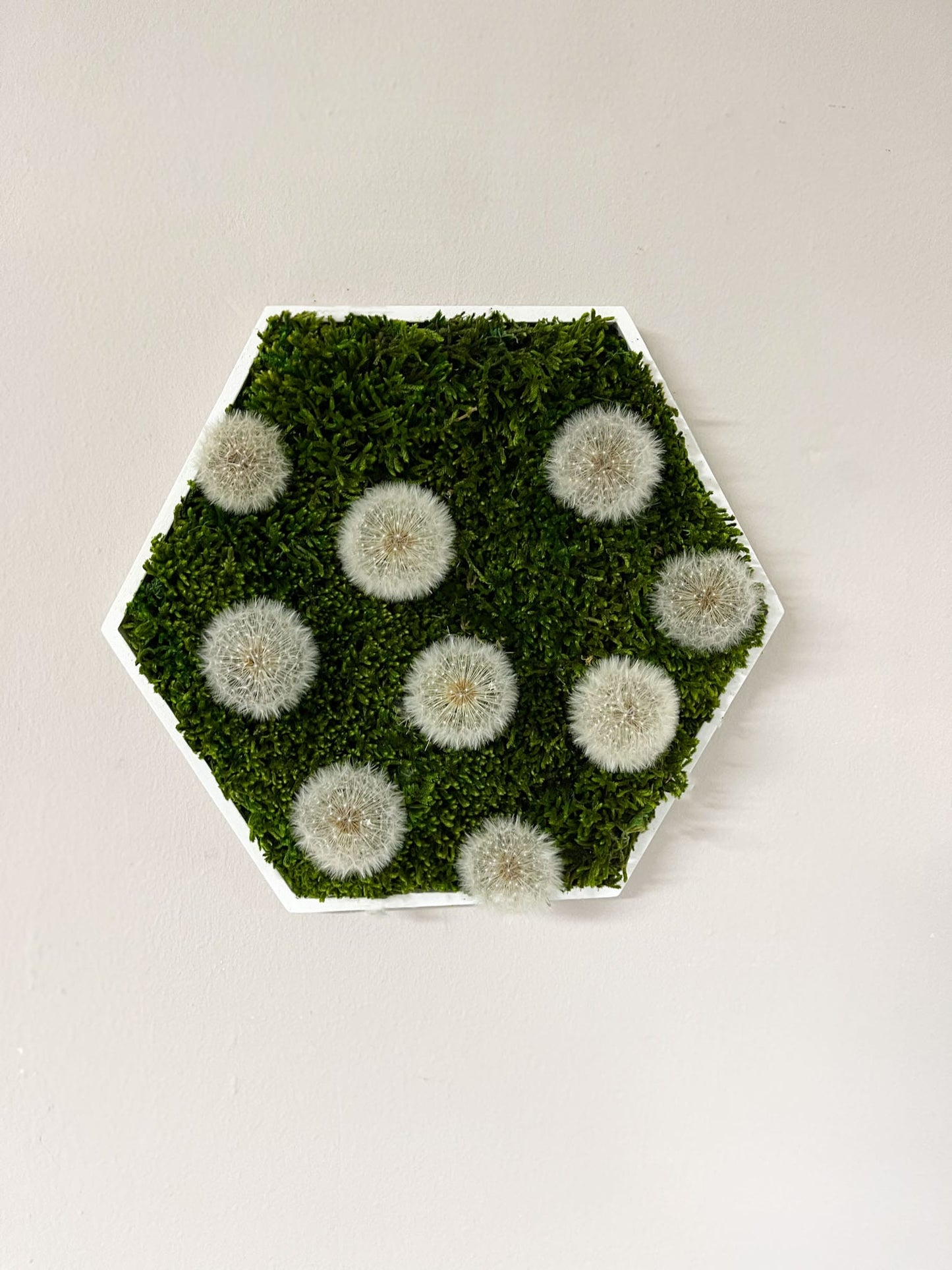 Pusteblume Pusteblumen Hexagon Sechseck Ballenmoos Moosbild Hügelmoos Moos Deko Wanddeko Wandbild Bild Mooswand Wunscherfüller Farbe Flachmoos Mooswand Wald Geschenk Mutter Muttertag Modern Holz Rahmen Holzrahmen Islandmoos Island Rentiermoos Schirmchen Löwenzahn Samen Pflanze Pflanzenbild einzigartig