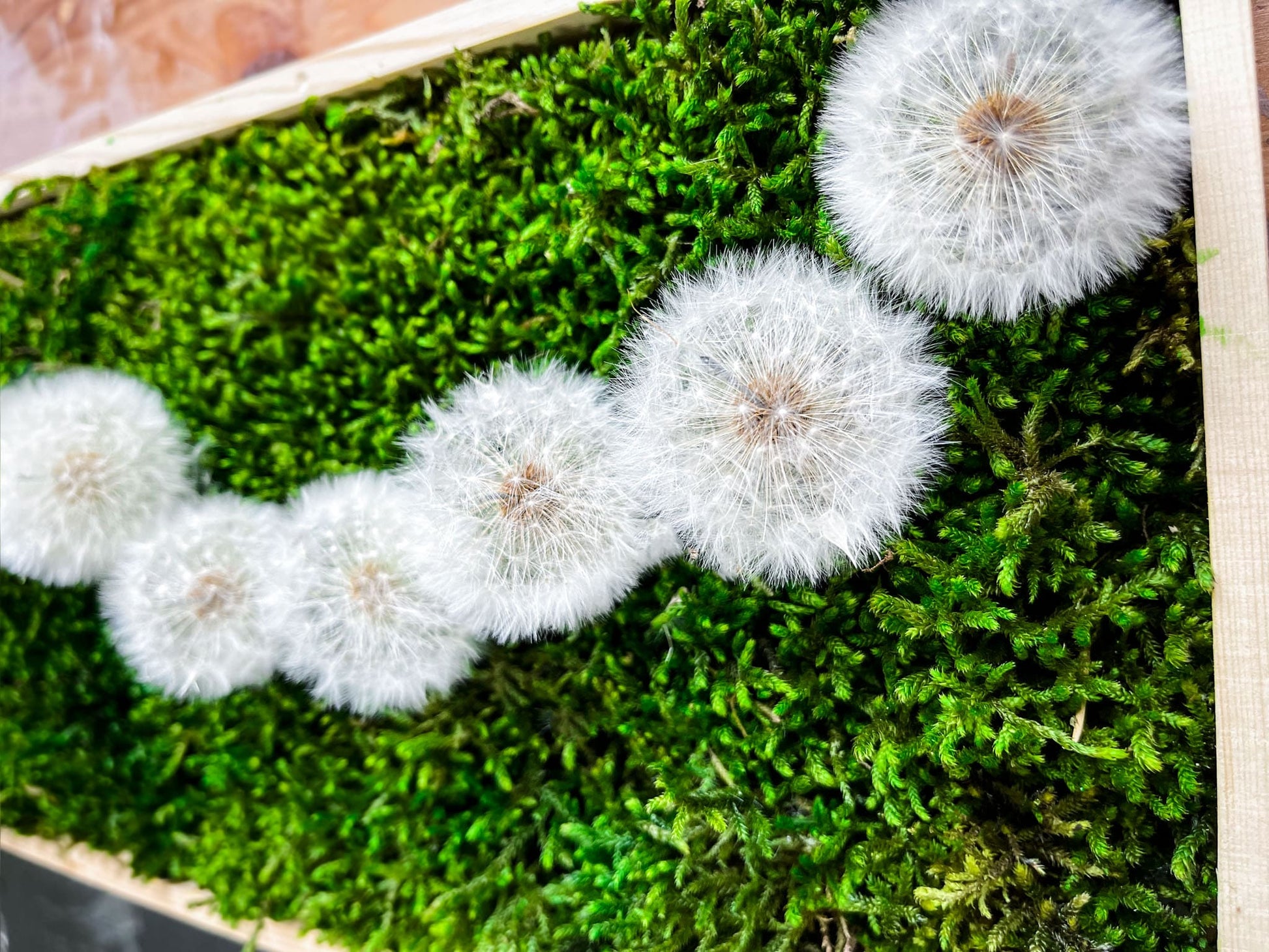 Geschenk Pusteblume Rahmen Rechteck Islandmoos moos Moosbild Rentiermoos Hellgrün Grün Natur Bollenmoos Moobilder Mooswand Pflanzen Pflanzenbild Pusteblume Pusteblumen Löwenzahn Flachmoos Waldmoos Muttertag Geburtstag Wohnung Kunst